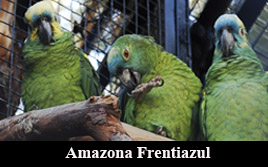 Amazona Frentiazul