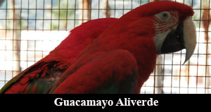 guacamayo aliverde