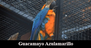 guacamayo azulamarillo