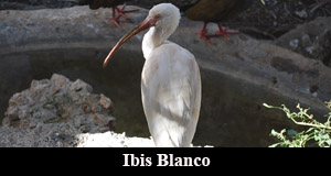 ibis blanco